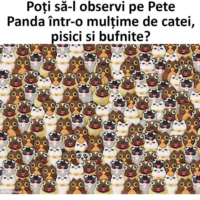 Pete Panda - test