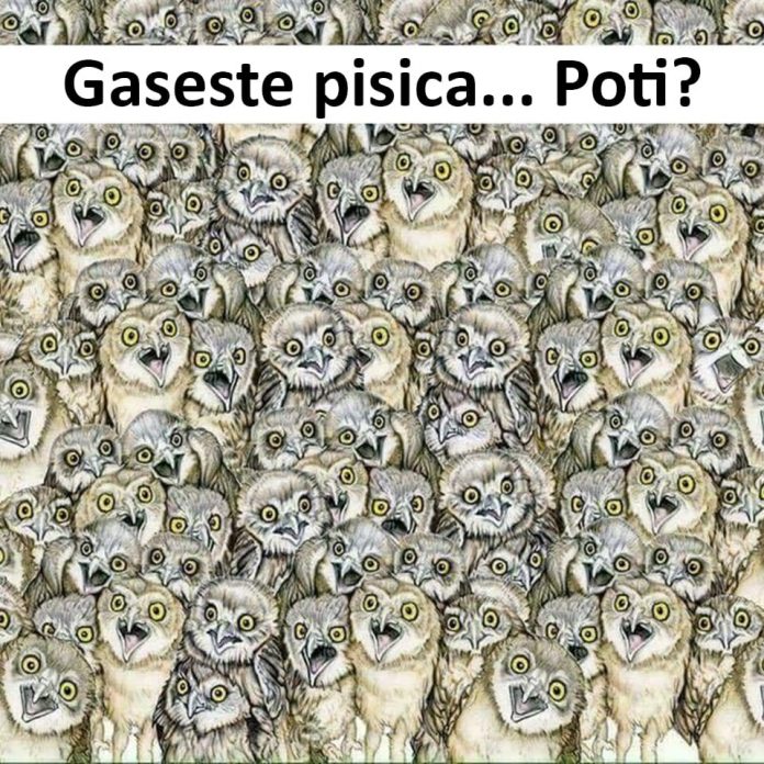 Găsește pisica