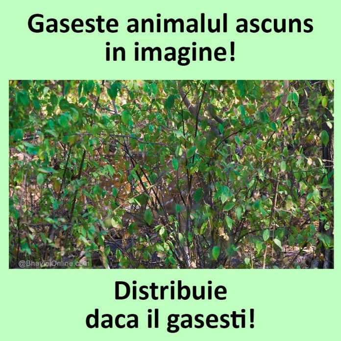 Găsește animalul ascuns în imagine