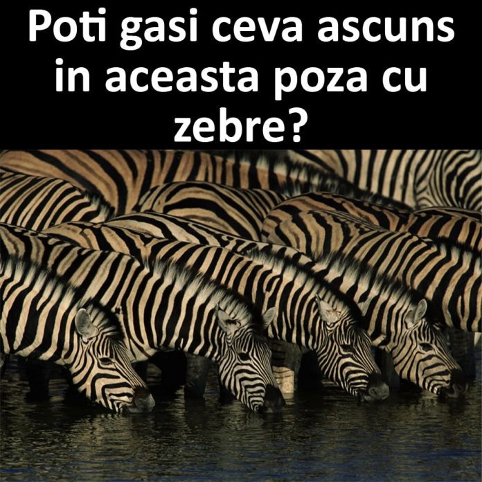 test cu zebre