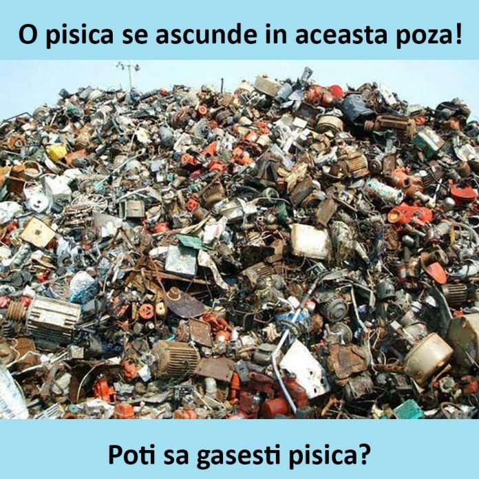 Pisica