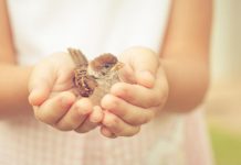 Să fim recunoscători pentru ce avem, să împărțim iubire si bunătate – Doar asa ne hrănim sufletul