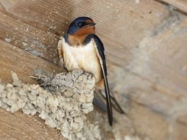 Legenda rândunicii- ,,Mântuitorul a plâns pentru biata pasăre, binecuvântând-o.,,( Pildă)