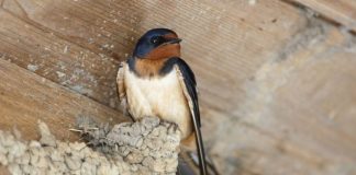 Legenda rândunicii- ,,Mântuitorul a plâns pentru biata pasăre, binecuvântând-o.,,( Pildă)