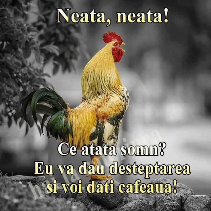 Neața