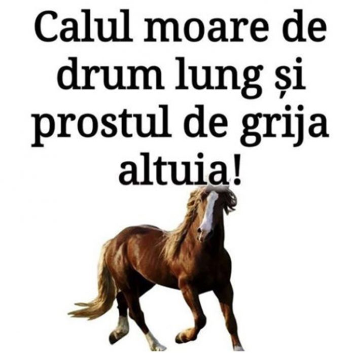 citate bune