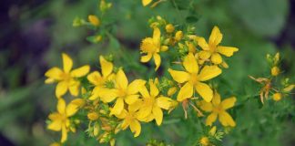 Sunătoarea – O plantă ce ajută în lupta contra depresiei, infectiilor și cancerului