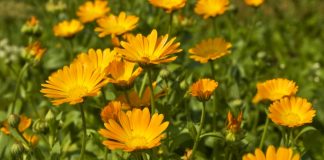 Află câte boli vindecă GĂLBENELELE – Cum se prepară si ce beneficii au