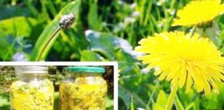 PĂPĂDIA – Cura de 30 de zile care scade GLICEMIA și nevoia de INSULINĂ la DIABETICI