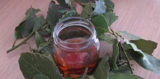 Decoct de dafin și miere – Pentru dureri articulare
