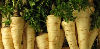 Rădăcina de pătrunjel menține sănătatea generală si este foarte benefică pentru inimă si sistemul imunitar, mai ales crudă