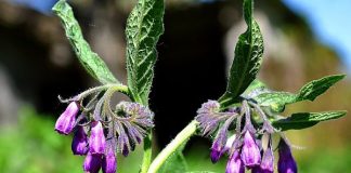 Tătăneasa – Folosită de pe vremea dacilor tratează peste 100 de boli – De la gastrite, infecții, fibroame pană la cancere, tumori și umflături