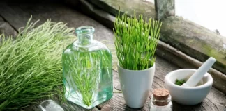 Coada Calului – Planta care tratează osteoporoza și încetinește îmbătrânirea!