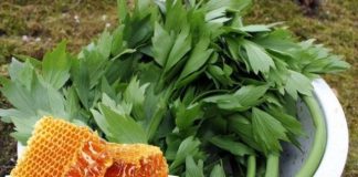 Amestecă Leuștean cu Miere și consumă-l cât mai des – iată beneficiile!