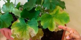 Ce să nu faci dacă frunzele de mușcate se usucă iarna. Fiecare gospodină ar trebui să știe