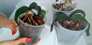 Cum să readuci la viață o orhidee care se estompează. Secrete pe care un prieten nu le va spune