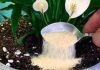 1 lingură direct în oală și Spathiphyllum înflorește din nou frumos: iată rețeta