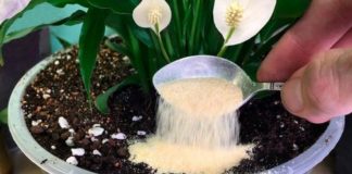 1 lingură direct în oală și Spathiphyllum înflorește din nou frumos: iată rețeta