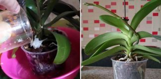 Un instrument eficient, după care orhideea începe să-și tragă primele lăstari în două săptămâni