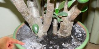 Cum să scapi de mucegaiul din ghivece. Cele mai eficiente metode