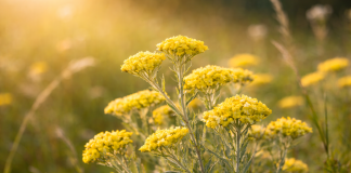 Puțini știu cât de benefică este planta Siminoc pentru ficat și digestie. Ce spun specialiștii despre această floare discretă Floare de siminoc (Helichrysum arenarium) utilizată în fitoterapie pentru susținerea digestiei