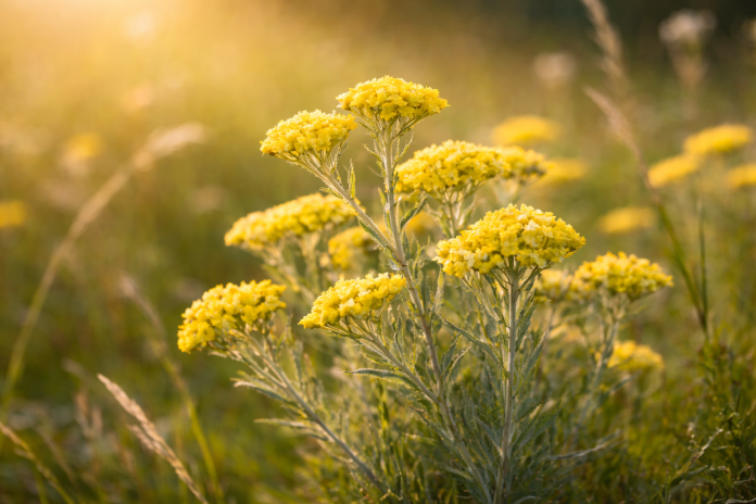 Floare de siminoc (Helichrysum arenarium) utilizată în fitoterapie pentru susținerea digestiei