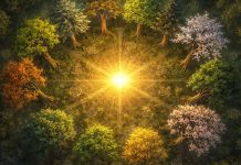 Horoscopul druidic 2026: zodiile chemate de forțe vechi. Se rup destine, se leagă jurăminte pădure mistică cu simboluri druidice și lumină naturală