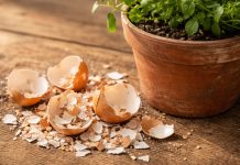 Cum folosești cojile de ouă pentru flori. Îngrășământul natural care chiar funcționează coji de oua ingrasamant natural flori