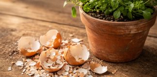 Cum folosești cojile de ouă pentru flori. Îngrășământul natural care chiar funcționează coji de oua ingrasamant natural flori