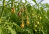 De ce cad florile la roșii exact în iunie. Greșeala care poate lăsa planta fără rod Flori de roșii uscate și căzute în luna iunie într-un solar