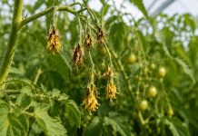De ce cad florile la roșii exact în iunie. Greșeala care poate lăsa planta fără rod Flori de roșii uscate și căzute în luna iunie într-un solar