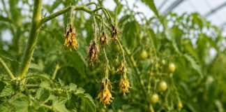 De ce cad florile la roșii exact în iunie. Greșeala care poate lăsa planta fără rod Flori de roșii uscate și căzute în luna iunie într-un solar