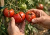 De ce crapă roșiile exact înainte să se coacă. Greșeala pe care mulți o fac în iunie fără să știe Roșii crăpate pe plantă din cauza udării greșite în timpul verii