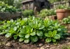 Planta pe care mulți români o smulg din grădină, dar în alte țări este folosită în salate și remedii naturale Iarbă grasă folosită ca plantă medicinală și aliment