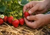 Ce trebuie făcut la căpșuni în luna mai și iunie pentru fructe mari și dulci Îngrijirea căpșunilor în lunile mai și iunie pentru fructe mari și dulci