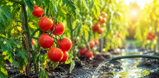 Când se udă roșiile pentru o recoltă bogată. Greșeala care poate afecta plantele chiar în zilele călduroase Plante de roșii udate corect într-o grădină de vară