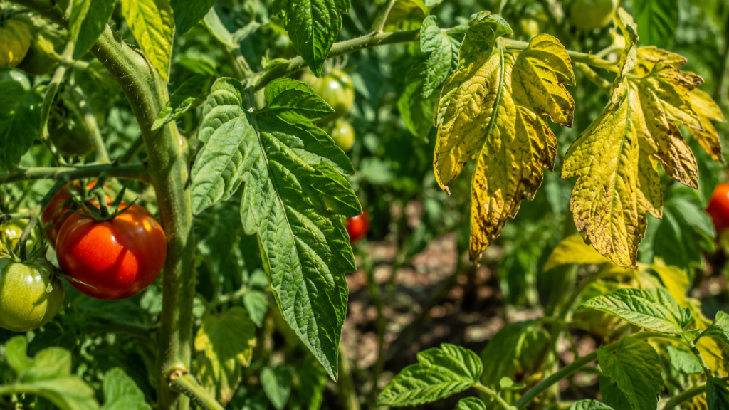 Frunze de roșii îngălbenite într-o grădină de legume