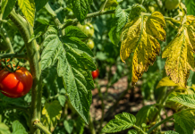 Frunze de roșii îngălbenite într-o grădină de legume