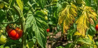 De ce se îngălbenesc frunzele roșiilor. Cele mai frecvente cauze și ce poți face pentru a salva plantele Frunze de roșii îngălbenite într-o grădină de legume