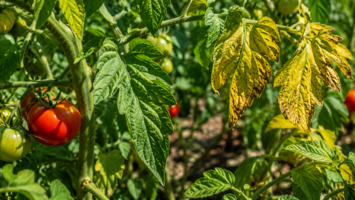 frunze-rosii-ingalbenite.jpg Frunze de roșii îngălbenite într-o grădină de legume