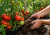 Ce să pui la rădăcina roșiilor în luna iulie dacă vrei fructe mai mari și mai gustoase Plante de roșii sănătoase în grădină, cu fructe mari și coapte.