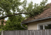 Ai copaci în curte? Regula care îi poate obliga pe vecini să plătească despăgubiri Copaci care trec peste gardul dintre două proprietăți și regulile legale aplicabile proprietarilor.