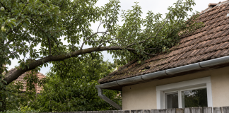 Ai copaci în curte? Regula care îi poate obliga pe vecini să plătească despăgubiri Copaci care trec peste gardul dintre două proprietăți și regulile legale aplicabile proprietarilor.
