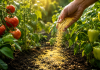 De ce pun unii grădinari mălai în grădină. La ce poate ajuta și când este bine să îl folosești Mălai presărat în grădină în jurul plantelor pentru întreținerea solului.