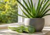 Aloe vera, planta care nu ar trebui să lipsească din casă. Beneficiile care au făcut-o una dintre cele mai apreciate plante din lume Plantă Aloe vera cu o frunză tăiată care evidențiază gelul transparent din interior.