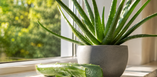 Aloe vera, planta care nu ar trebui să lipsească din casă. Beneficiile care au făcut-o una dintre cele mai apreciate plante din lume Plantă Aloe vera cu o frunză tăiată care evidențiază gelul transparent din interior.