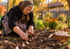Usturoiul de toamnă. Când se plantează și greșeala care poate lăsa căpățânile mici la anul Femeie plantând căței de usturoi în grădină toamna